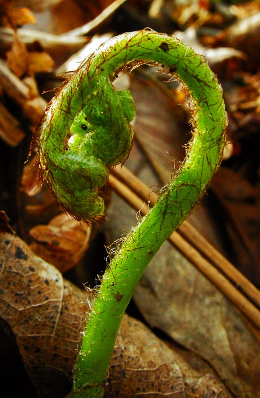 Pteridium aquilinum / Felce aquilina